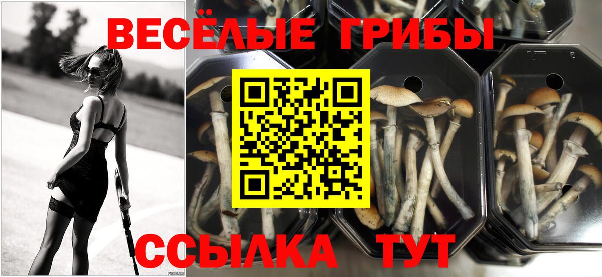 Долгопрудный  Псилоцибиновые грибы Psilocybe  Вход с VPN 